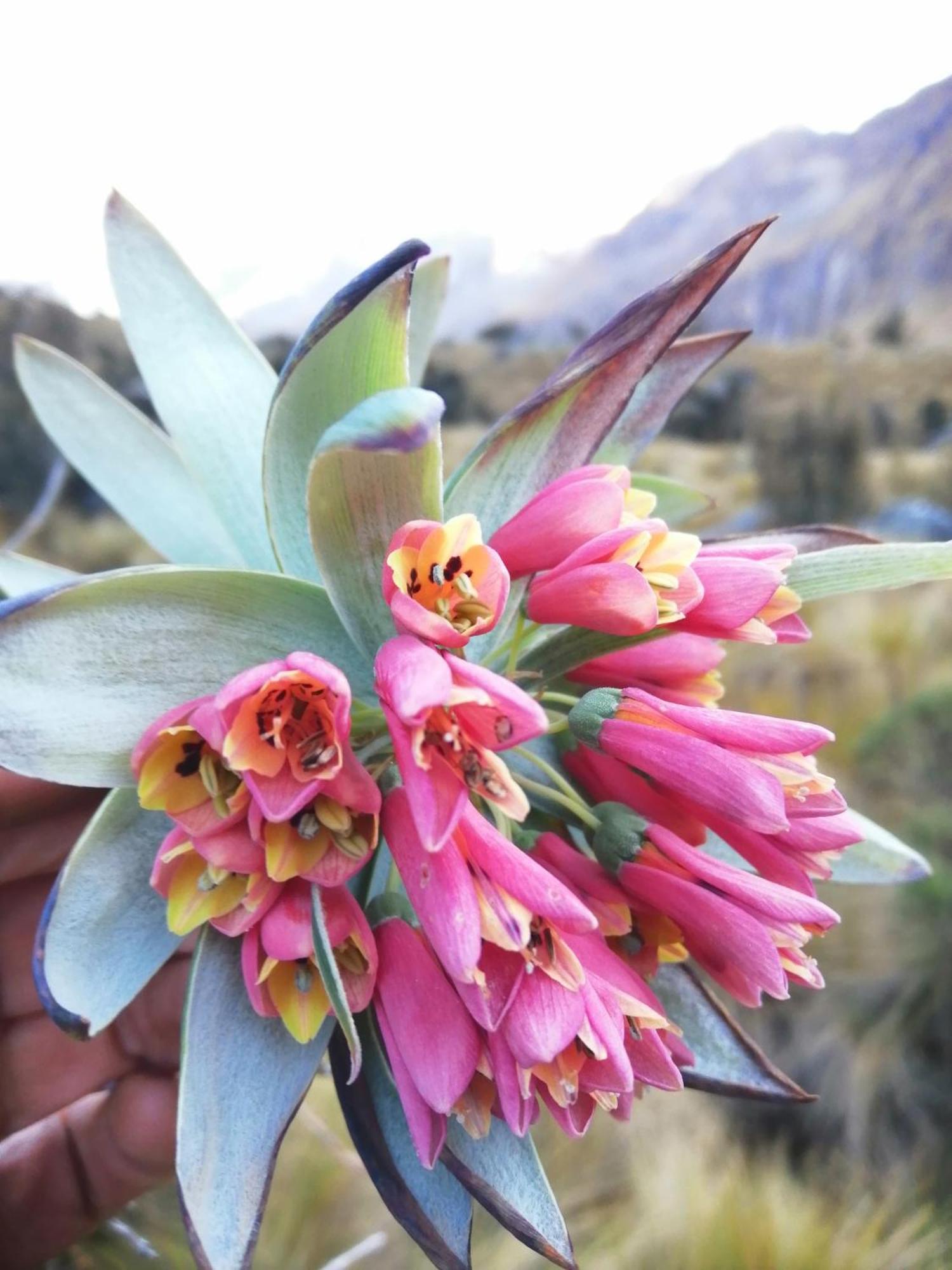 Bed and Breakfast Amazing Huaraz Экстерьер фото