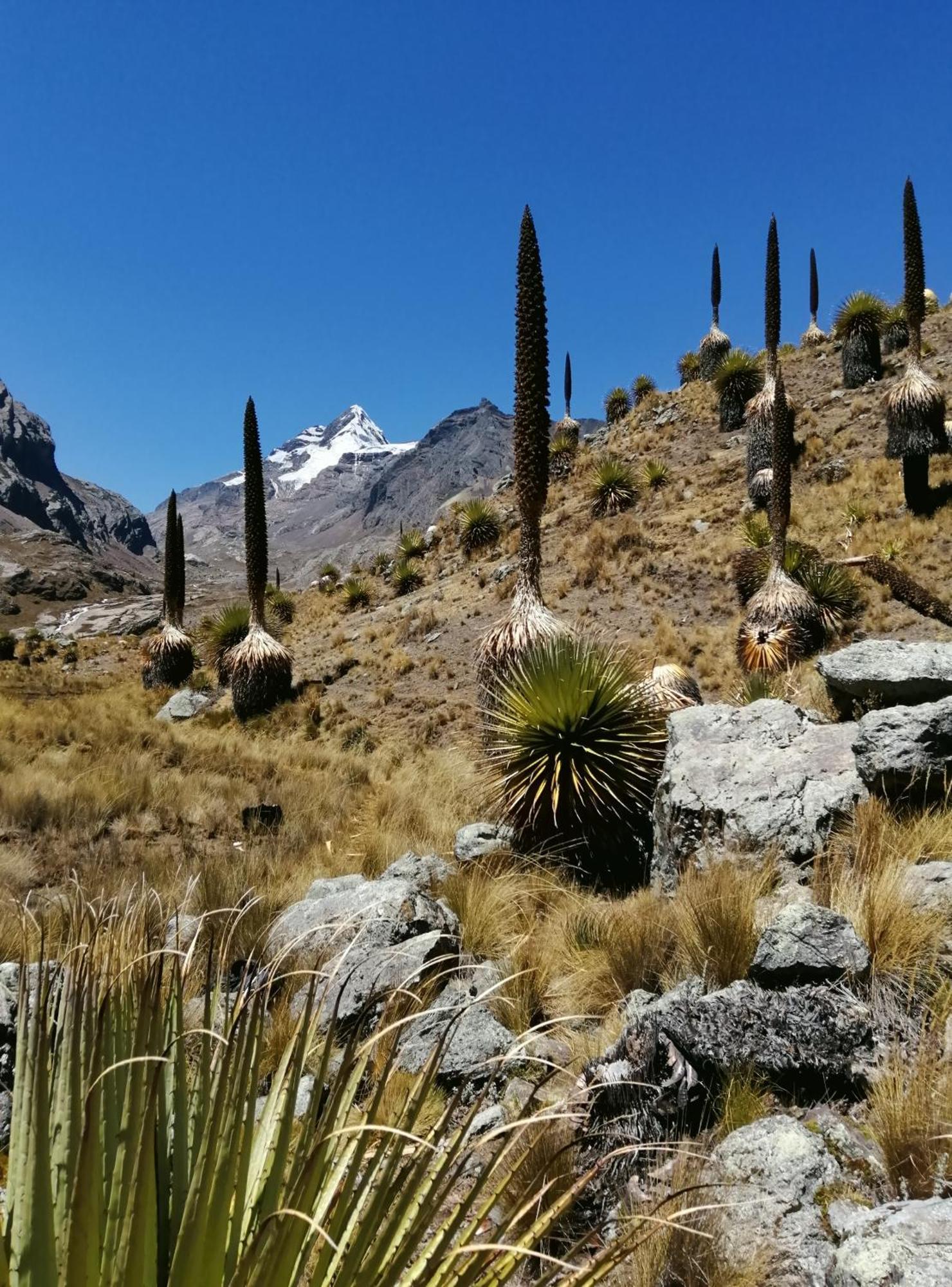 Bed and Breakfast Amazing Huaraz Экстерьер фото